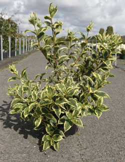 WEIGELA WHITE LIGHTNING En pot de 10-12 litres