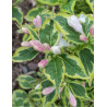 WEIGELA WHITE LIGHTNING
