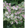 WEIGELA WHITE LIGHTNING