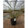 VIBURNUM plicatum MOLLY SCHROEDER En pot de 15-20 litres 