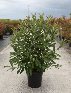 VIBURNUM nudum BRANDYWINE® En pot de 25-30 litres