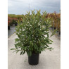 VIBURNUM nudum BRANDYWINE® En pot de 25-30 litres