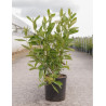 VIBURNUM nudum BRANDYWINE® En pot de 12-15 litres