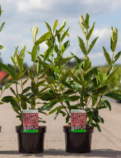 VIBURNUM nudum BRANDYWINE® En pot de 3-4 litres