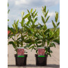 VIBURNUM nudum BRANDYWINE® En pot de 3-4 litres