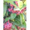 VIBURNUM nudum BRANDYWINE®