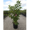 PRUNUS KURSAR  En pot de 12-15 litres