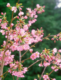 PRUNUS KURSAR 