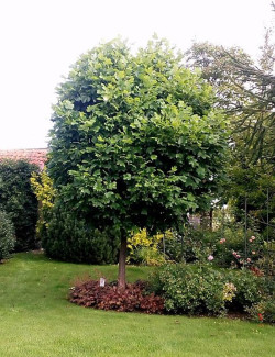 LIRIODENDRON tulipifera EDWARD GURSZTYN