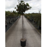 PRUNUS sargentii En pot de 15-20 litres forme tige hauteur du tronc 110-130 cm