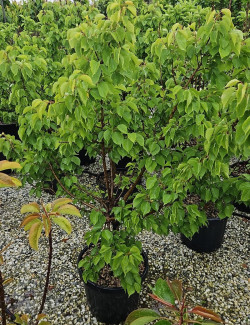 ABRICOTIER NAIN En pot de 10-12 litres extra