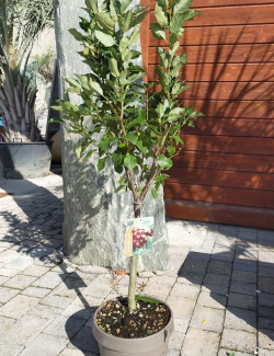 CERISIER NAIN En pot de 10-12 litres extra