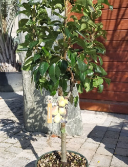 POIRIER NAIN En pot de 10-12 litres extra