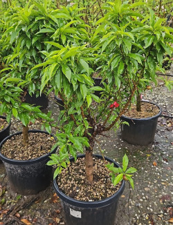 NECTARINIER NAIN En pot de 50-70 litres extra