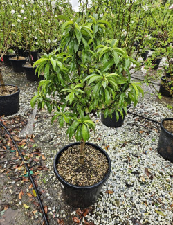 PÊCHER NAIN En pot de 50-70 litres extra