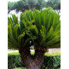 CYCAS revouluta