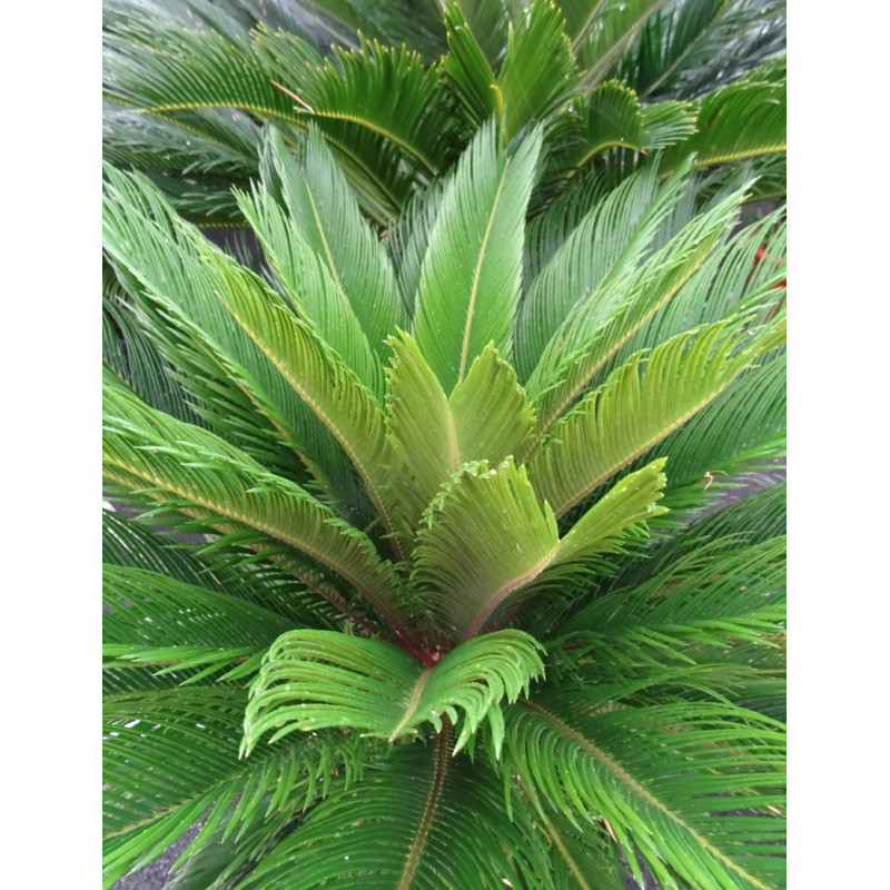 CYCAS revouluta