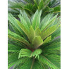 CYCAS revouluta