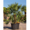 CHAMAEROPS humilis En pot de 210-230 litres forme cépée