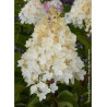 HYDRANGEA paniculata  SILVER DOLLAR