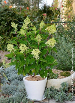 HYDRANGEA paniculata  SILVER DOLLAR