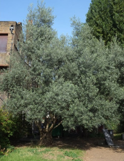 OLEA EUROPAEA