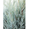 JUNIPERUS scopulorum MOONGLOW