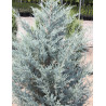 JUNIPERUS scopulorum MOONGLOW