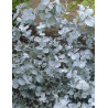 EUCALYPTUS pulverulenta BAY BLUE