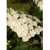 HYDRANGEA quercifolia APPLAUSE