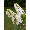 HYDRANGEA quercifolia APPLAUSE