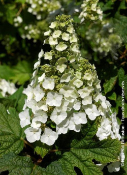 HYDRANGEA quercifolia APPLAUSE