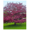 MALUS PROFUSION