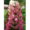 HYDRANGEA quercifolia JETSTREAM