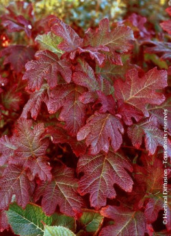 HYDRANGEA quercifolia JETSTREAM