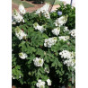 HYDRANGEA quercifolia JETSTREAM