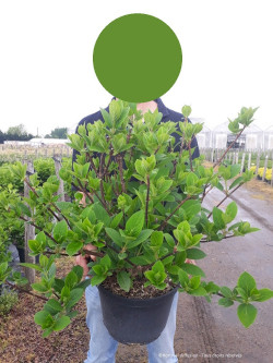 HYDRANGEA paniculata En pot de 10-12 litres
