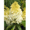 HYDRANGEA paniculata LIMELIGHT