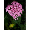 HYDRANGEA macrophylla AYESHA