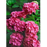 HYDRANGEA macrophylla CONSTELLATION