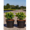HORTENSIA En pot de 4-5 litres