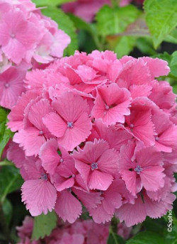 HYDRANGEA DOLCE FARFALLE