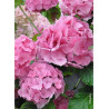 HYDRANGEA DOLCE FARFALLE
