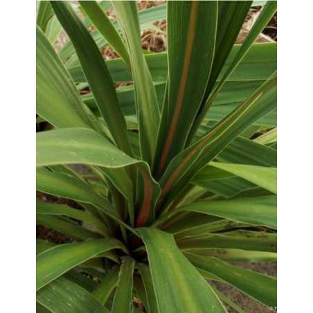 CORDYLINE australis PEKO