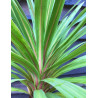 CORDYLINE australis PEKO