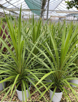 CORDYLINE australis PEKO
