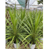 CORDYLINE australis PEKO