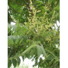 AILANTHUS altissima