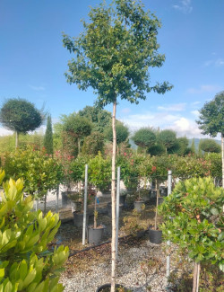 BETULA pendula MAGICAL GLOBE En pot de 25-30 litres forme tige hauteur du tronc 180-200 cm