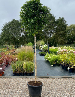 BETULA pendula MAGICAL GLOBE En pot de 25-30 litres forme tige hauteur du tronc 180-200 cm